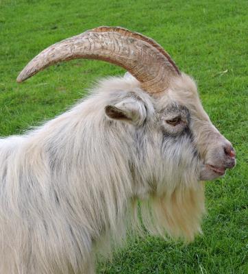 405 BILLY GOAT GRUFF.jpg
